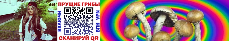 Галлюциногенные грибы Psilocybe  Новый Оскол 